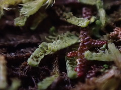 Douinia ovata