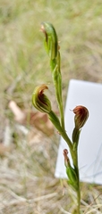 Pterostylis rubescens