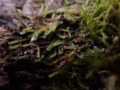 Douinia ovata
