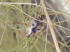 Peltodytes caesus