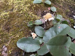 Calostoma lutescens