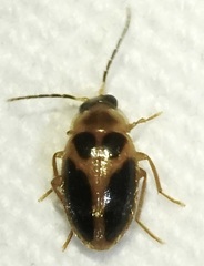 Sacodes pulchella
