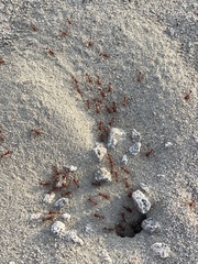 Pogonomyrmex californicus