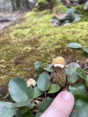 Calostoma lutescens