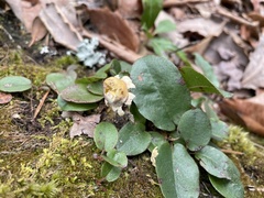 Calostoma lutescens