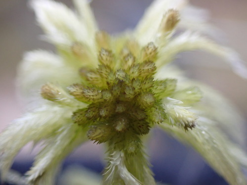 Image of Sphagnum pacificum by no rights reserved
