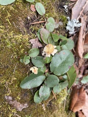 Calostoma lutescens