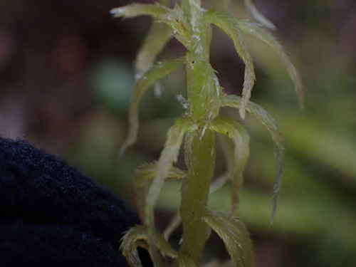 Image of Sphagnum pacificum by no rights reserved