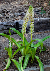 Eucomis comosa