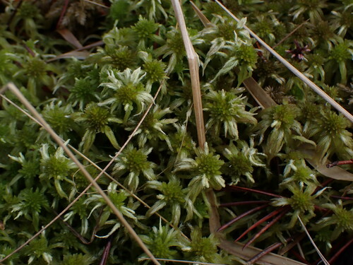Image of Sphagnum pacificum by no rights reserved