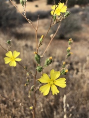 Lagophylla glandulosa