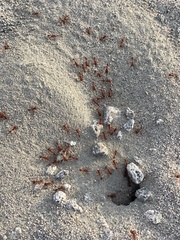 Pogonomyrmex californicus