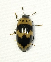 Ischyrus quadripunctatus