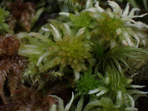 Image of Sphagnum pacificum by no rights reserved