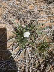 Chaenactis stevioides