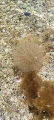 Desmonema gaudichaudi