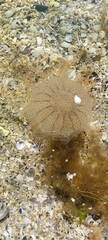Desmonema gaudichaudi