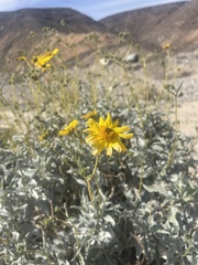 Encelia farinosa