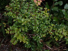 Vaccinium ovatum