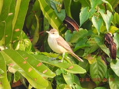 Acrocephalus stentoreus