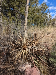 Agave palmeri
