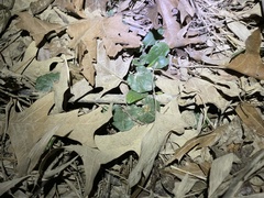 Ranunculus abortivus