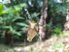 Argiope submaronica