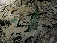 Ranunculus abortivus