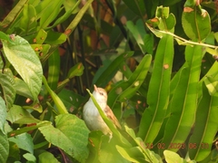 Acrocephalus stentoreus