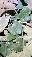 Ranunculus abortivus