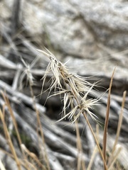 Bromus tectorum