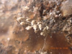 Eubranchus rustyus