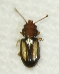 Laemophloeus terminalis