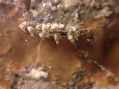 Eubranchus rustyus
