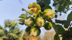 Duabanga grandiflora