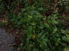Gaultheria shallon