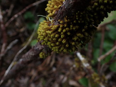 Plenogemma phyllantha