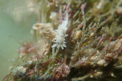 Okenia zoobotryon