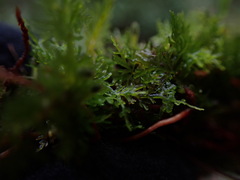 Riccardia chamedryfolia