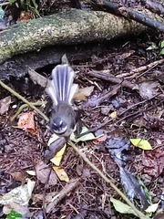 Rhipidura fuliginosa