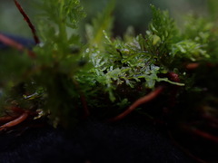 Riccardia chamedryfolia