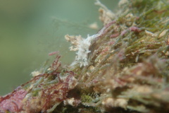 Okenia zoobotryon