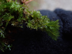 Riccardia chamedryfolia