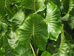 Montrichardia