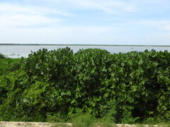 Montrichardia