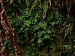 Riccardia chamedryfolia