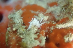 Okenia zoobotryon