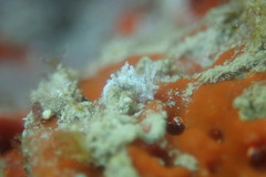 Okenia zoobotryon