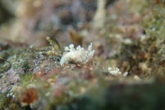 Okenia zoobotryon