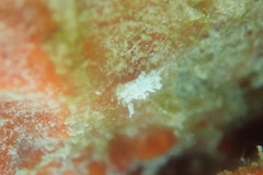 Okenia zoobotryon